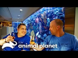 The Lifestyle of the Fish and Famous | Tanked | Animal Planet