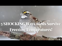 5 SHOCKING Ways Birds Survive Freezing Temperatures!