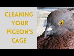 Cleaning Your Pigeon's Cage