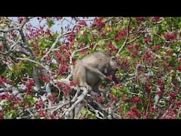 Baboon in Weeping Boer Bean Tree