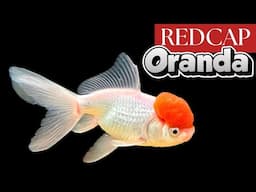 Redcap Oranda: The Best Fancy Goldfish for Beginners