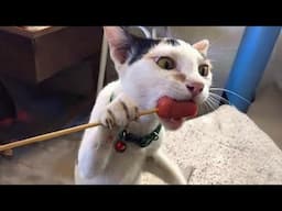 Funny Cats Videos Clips😂   Funny Moments Cats And Dogs