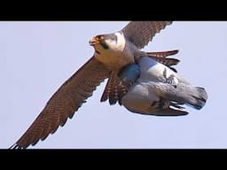 This is How the Fastest Bird on the Planet Fought World War 2