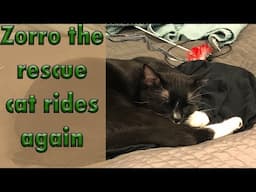 Zorro the Rescue cat filler video