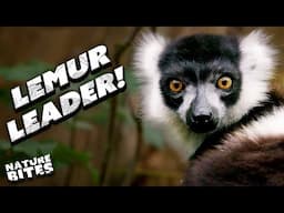 New Female Lemur, Loky, Becomes the Leader! | The Secret Life of the Zoo | Nature Bites