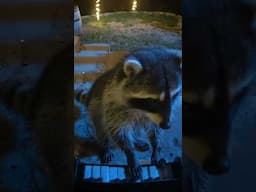 Teaching a wild Raccoon to play Jazz...