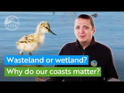 From wasteland to wetland. Why our coastal wetlands are vital for birds and people | RSPB