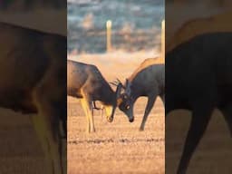 Muley Buck Sparring with a Nice Non-Typical