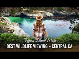 291: Ultimate Guide to Central CA Coast Wildlife Viewing - TOP SPOTS on Highway 1