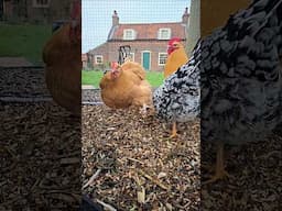 Put Your Chickens To Work! #chickens #chickenboredombusters #chickenrun #chickenkeeping