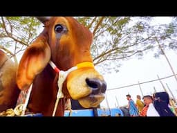 cow unloading, cow videos, cow video, animal, big cow, goru hamba cow, Ep-163