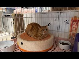 【直播】｜李喜猫新来的小浪猫会飞檐走壁，只能关起来了