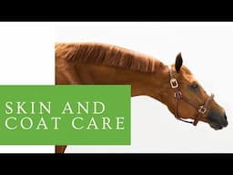 The Complete Guide to Skin and Coat Care for Horses