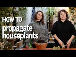 How to propagate house plants from cuttings