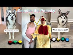 * NEW * Sapphie the Pomsky Funny Dog TikTok Videos Compilation 2025