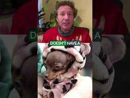 Your Dog's Holiday Sweater Is More Than Just Cute - Vet Explains!