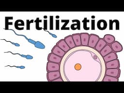 Fertilization explained – sperm and egg fusion