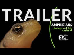 AMPHIBIANS. Pioneers of life on land - TRAILER