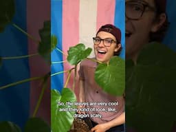 Sharing Plants I’m Vibing With: Part 2 #plantdad #plants #houseplants #trans #transgender #lgbt