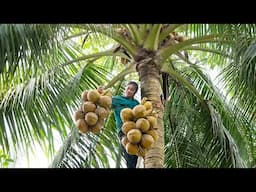 Harvesting Coconuts to Sell, Making Traditional Coconut Jam for Lunar New Year, Mountain Life