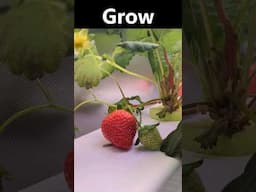 Hydroponic Strawberries in 15 Seconds