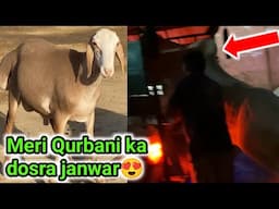 Apni qurbani ka second janwar reveal kardiya😍| Punjab tour kab se start hai😱