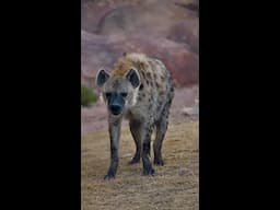 Hyena Vocalizations