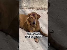 The sad reality for dogs in Thailand