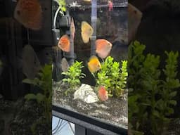 New Discus Update #shorts #fishkeeping #fish