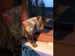 Kitty Fashionista #funny #kitten #cute #cats #funnyvideos #catslover #kitty