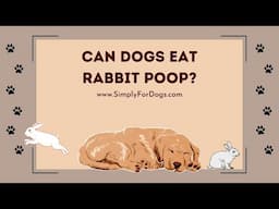 Can Dogs Eat Rabbit Poop