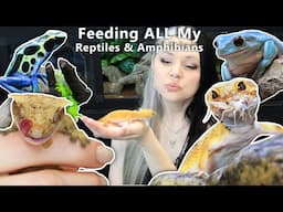 Feeding ALL My Reptiles & Amphibians