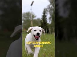 The Secret to Recalling your Dog! #shorts #doglover #dogtraining #labrador