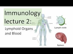 Immunology Lecture 2 | Primary and Secondary Lymphoid Organs and Blood (Hematopoiesis)