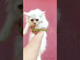 TOP QUALITY PERSIAN CAT available #dollfacepersiancat #persiancatseller