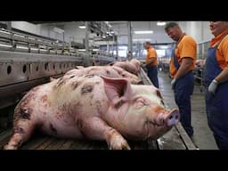 American Farmers Slaughter And Process 353,000 Pigs Every Day This Way - Farming Documentary