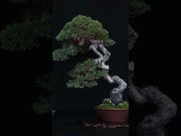 STUNNING Bonsai trees #artwork #livingart #bonsai