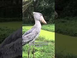 Shoebill machine gun noise - scariest bird sound ever! #shoebill #wildlifepodcast #weirdanimals