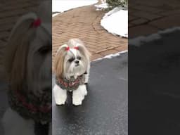 Snow Dog Sweater Weather ❄️ #shorts #shihtzu #snow