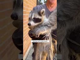 Raccoons have their own unique personalities just like humans #raccoon #babyanimal #wildlife #animal