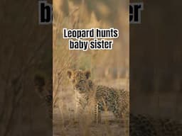 Female leopards are known to hunt cubs -- even their own siblings. #leopard #naturepbs #wildlife