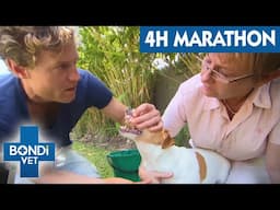 Non-Stop Bondi Vet: 4 Hours of Unbelievable Animal Stories