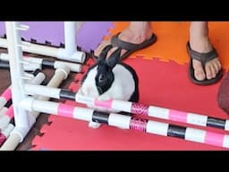 Bunny Too Tired To Jump