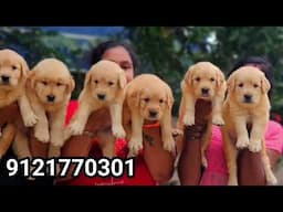 Quality puppies available | pomeranian, Beagle, Shihtzu,Labrador