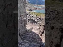 Glacier National Park Mountain Goat