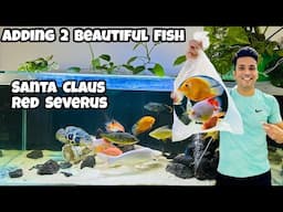 *Adding 2 Special Fish to 5 feet aquarium * | Santa Claus Parrot Fish | Red spotted Severum