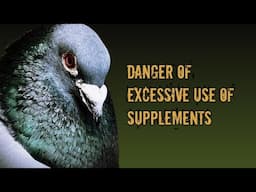 The DANGER of EXCESSIVE USE of supplements to Racing Pigeons - Prebiotics & Probiotics