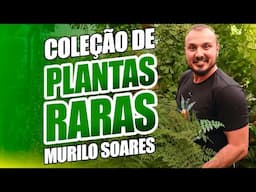 Conheça a coleção de PLANTAS RARAS do Murilo Soares  | Parte 01 - Plantas de sombra