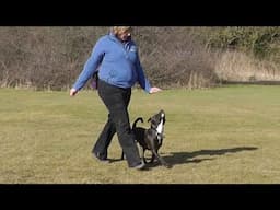 Dog Obedience - starting heelwork