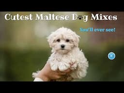 Cutest Maltese Dog Mixes